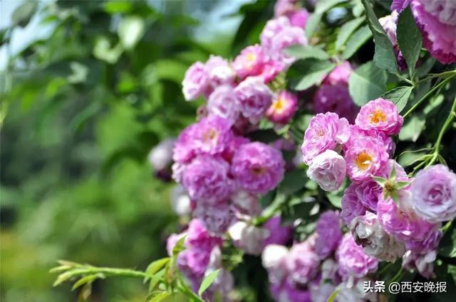 西安蔷薇花开正当时「西安最适合做花海的小雏菊植物是什么植物是什么」  第21张