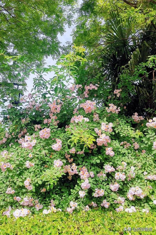 西安蔷薇花开正当时「西安最适合做花海的小雏菊植物是什么植物是什么」  第23张