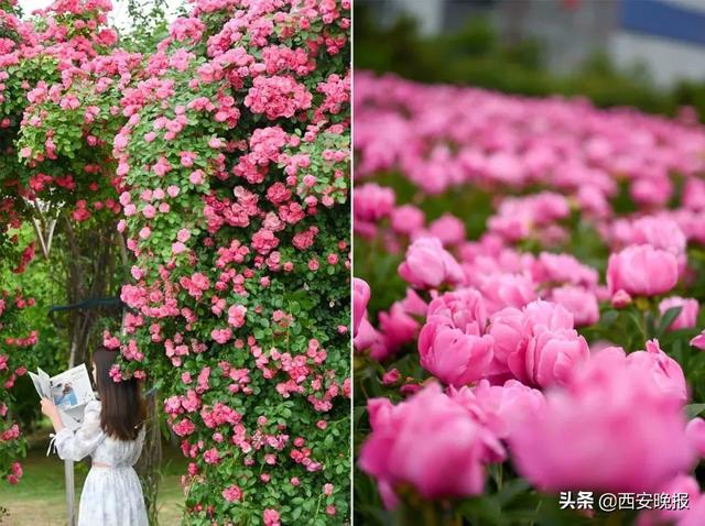 西安蔷薇花开正当时「西安最适合做花海的小雏菊植物是什么植物是什么」  第34张