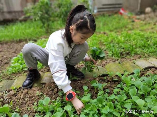 毕字第几号「毕业证上毕字第号怎么填」  第1张