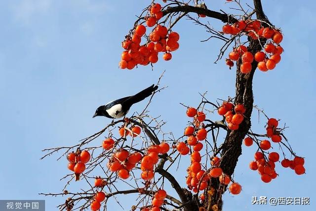 去西安冬天要带什么？「冬天西安旅游带什么2、去西安冬天要带什么物品（图）」  第4张