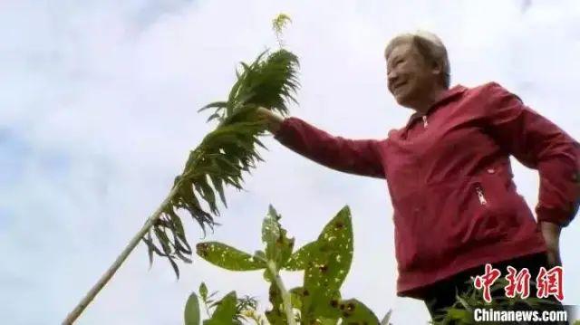 加拿大一枝黄花冲上微博热搜第一外来入侵物种引网友关注「“一枝黄花”是什么花，为何让人如临大敌？」  第2张