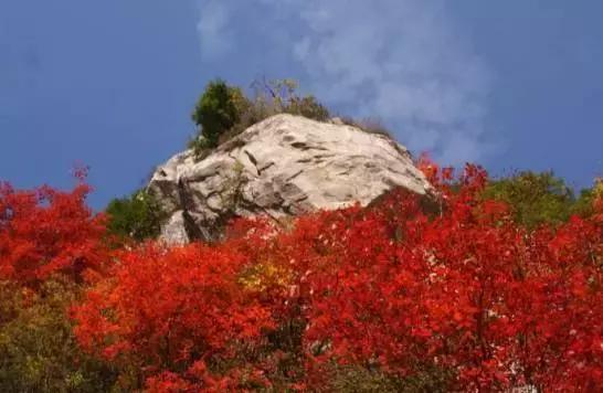 西安少华山遍野的红叶像火焰一般，少华山有算卦的没「少华山、少华山、少华山、少华山」  第5张