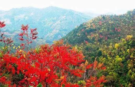 西安少华山遍野的红叶像火焰一般，少华山有算卦的没「少华山、少华山、少华山、少华山」  第6张