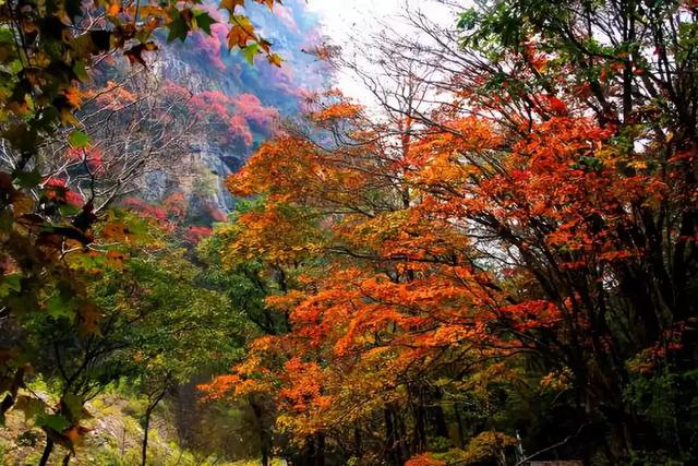 西安少华山遍野的红叶像火焰一般，少华山有算卦的没「少华山、少华山、少华山、少华山」  第11张