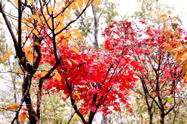 西安少华山遍野的红叶像火焰一般，少华山有算卦的没「少华山、少华山、少华山、少华山」  第9张