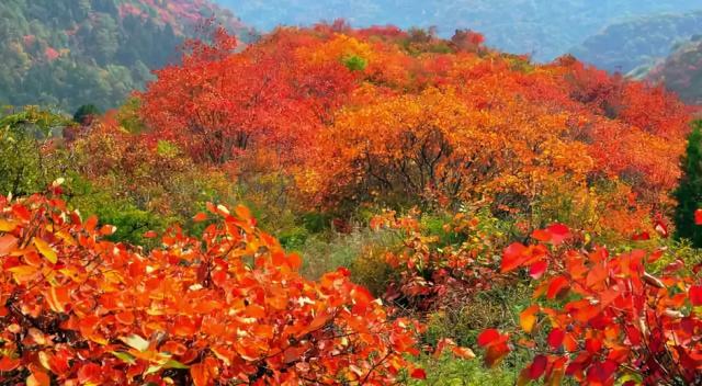 西安少华山遍野的红叶像火焰一般，少华山有算卦的没「少华山、少华山、少华山、少华山」  第12张