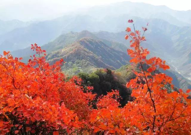 西安少华山遍野的红叶像火焰一般，少华山有算卦的没「少华山、少华山、少华山、少华山」  第13张