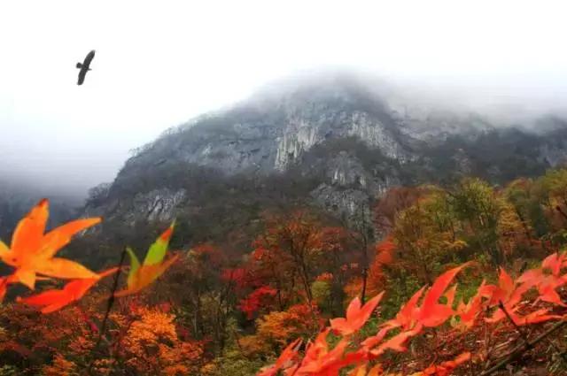 西安少华山遍野的红叶像火焰一般，少华山有算卦的没「少华山、少华山、少华山、少华山」  第24张