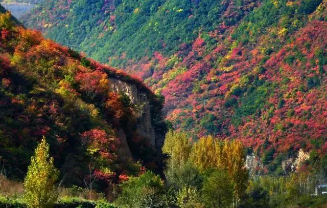 西安少华山遍野的红叶像火焰一般，少华山有算卦的没「少华山、少华山、少华山、少华山」  第22张