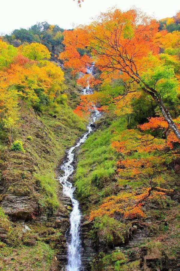 西安少华山遍野的红叶像火焰一般，少华山有算卦的没「少华山、少华山、少华山、少华山」  第33张