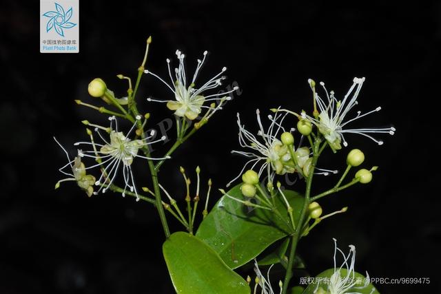 广州植物命名的10种植物（拉丁文cantoniensis）「关于广州的知识」  第5张