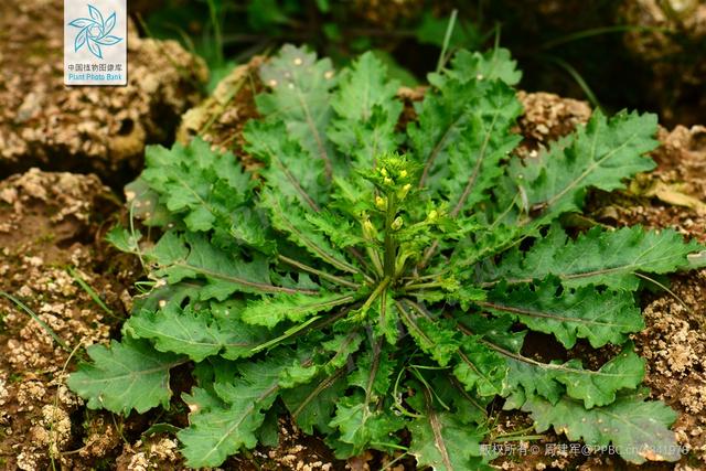 广州植物命名的10种植物（拉丁文cantoniensis）「关于广州的知识」  第14张