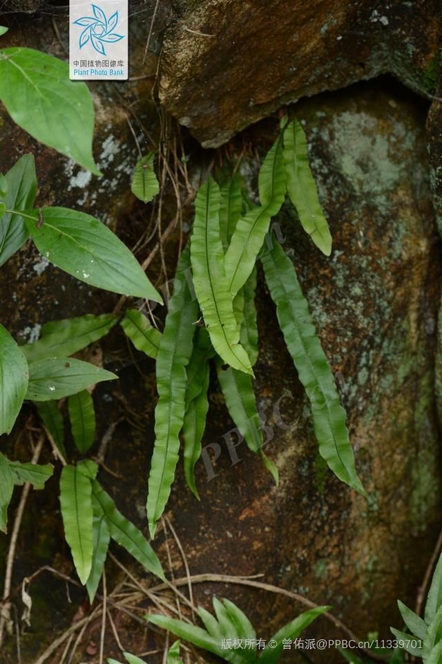 广州植物命名的10种植物（拉丁文cantoniensis）「关于广州的知识」  第12张