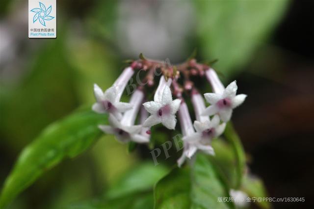 广州植物命名的10种植物（拉丁文cantoniensis）「关于广州的知识」  第13张