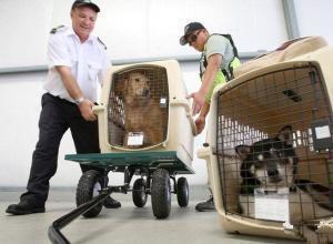 西安狗狗托运需要什么手续西安狗狗托运需要什么手续「西安狗狗托运需要什么手续」  第1张