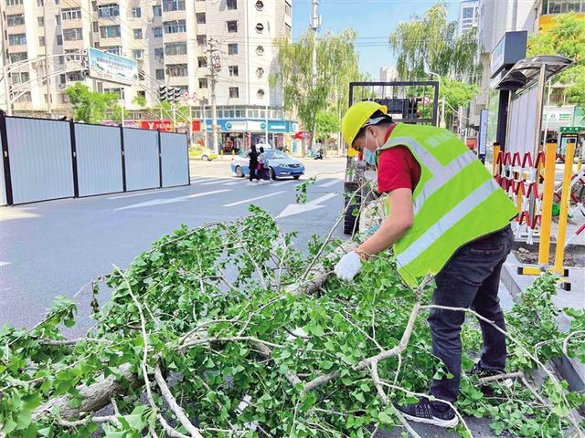 西安的标志树是什么？西安法国梧桐树的来历？「西安的标志树是什么」