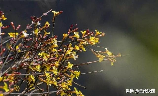 西安的花什么时候开「西安母单花什么时开」  第2张