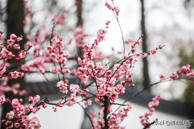 西安的花什么时候开「西安母单花什么时开」  第6张