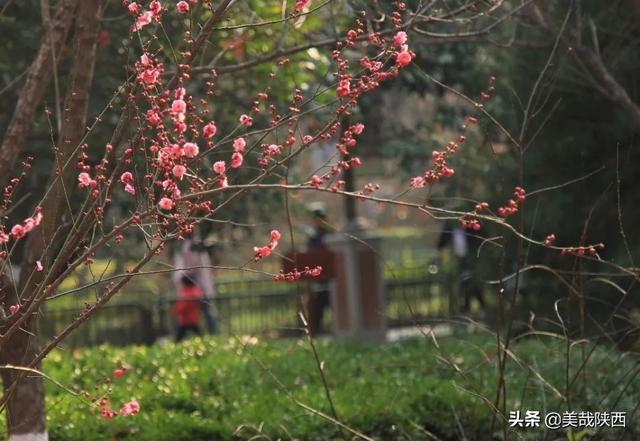 西安的花什么时候开「西安母单花什么时开」  第10张