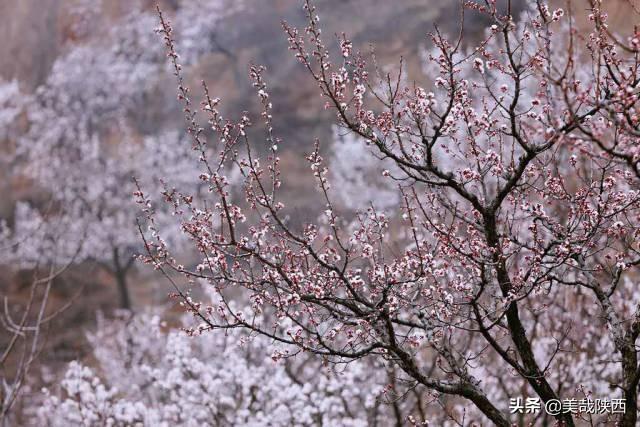 西安的花什么时候开「西安母单花什么时开」  第20张