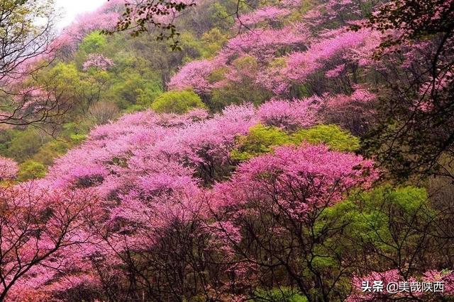 西安的花什么时候开「西安母单花什么时开」  第40张