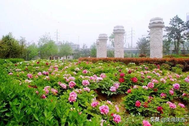 西安的花什么时候开「西安母单花什么时开」  第45张