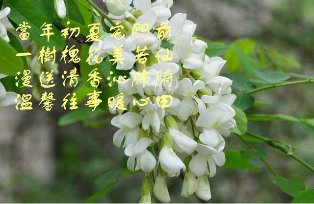 西安的槐花花开了，我的心情很复杂「西安槐花虽然很小，但是我喜欢」  第2张