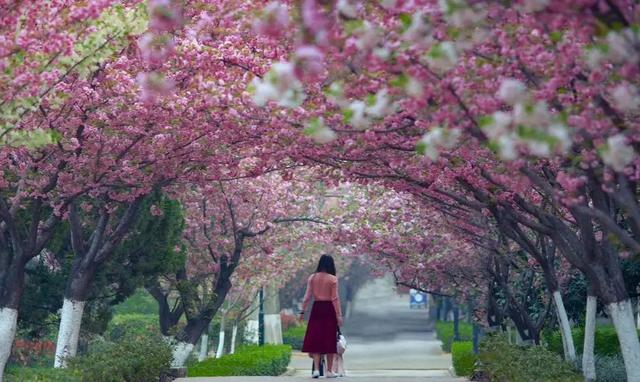 高中选课什么组合能报考西安交通大学招文科生吗「西安交通大学招文科生吗？」  第5张