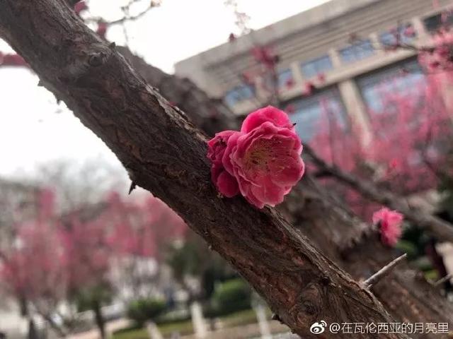 西安交通大学校园里著名的花卉有什么「西安交通大学著名花卉」  第8张