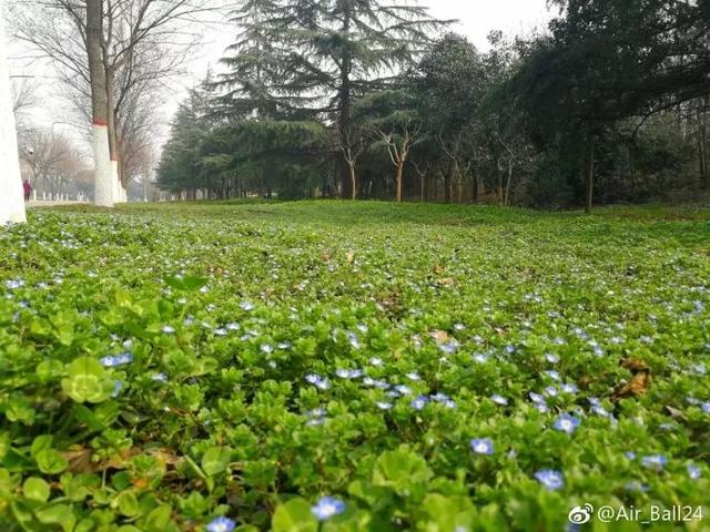 西安交通大学校园里著名的花卉有什么「西安交通大学著名花卉」  第14张