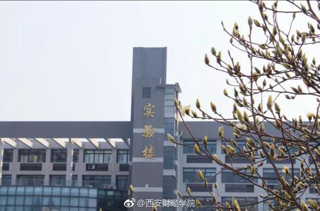 西安交通大学校园里著名的花卉有什么「西安交通大学著名花卉」  第28张