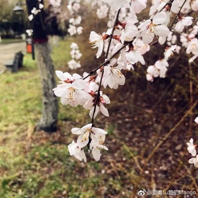 西安交通大学校园里著名的花卉有什么「西安交通大学著名花卉」  第41张