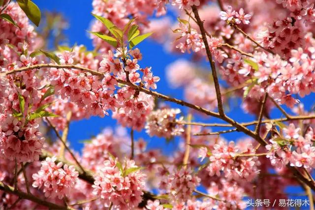 西安交大著名花卉有哪些「西安交通大学著名的花卉有哪些」  第2张