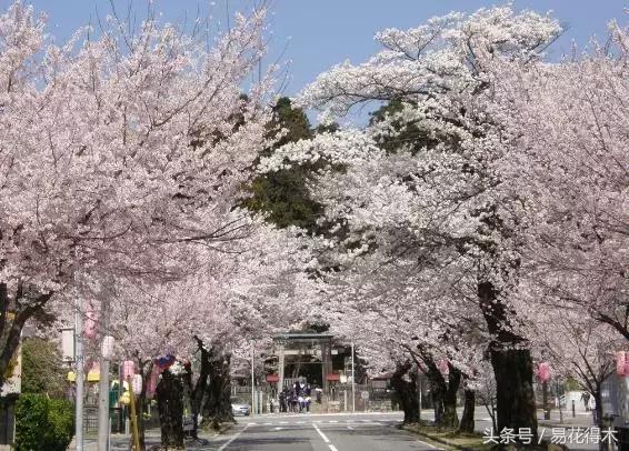 西安交大著名花卉有哪些「西安交通大学著名的花卉有哪些」  第4张