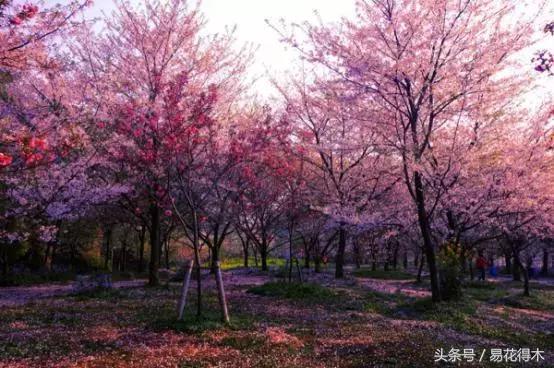 西安交大著名花卉有哪些「西安交通大学著名的花卉有哪些」  第10张