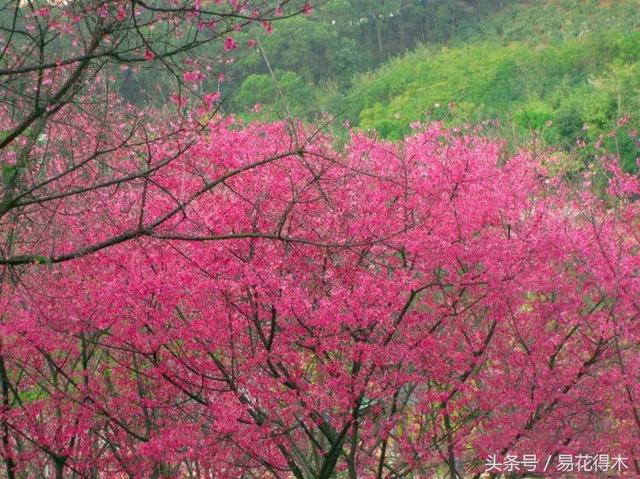 西安交大著名花卉有哪些「西安交通大学著名的花卉有哪些」  第17张