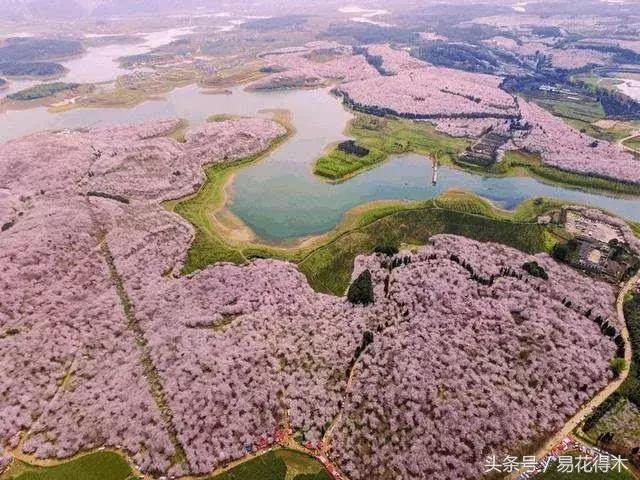 西安交大著名花卉有哪些「西安交通大学著名的花卉有哪些」  第16张