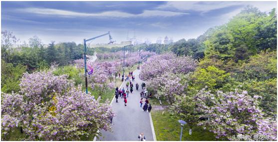 西安交大著名花卉有哪些「西安交通大学著名的花卉有哪些」  第35张