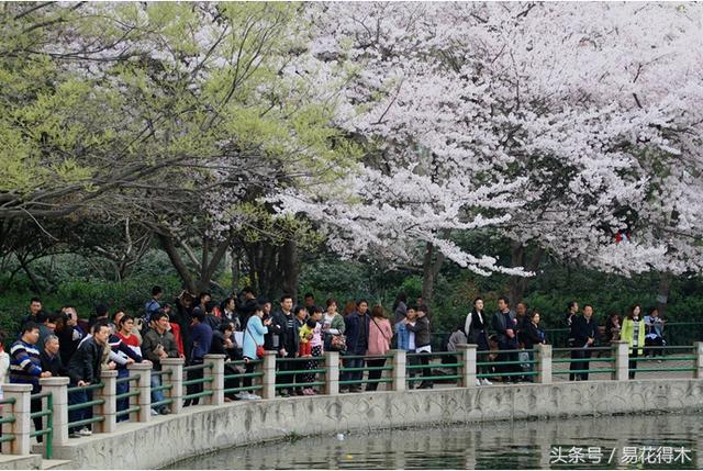 西安交大著名花卉有哪些「西安交通大学著名的花卉有哪些」  第39张