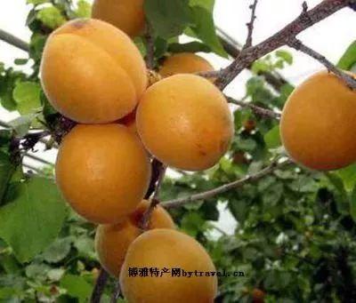 西安特色茶叶是什么「西安特产茶叶哪里买最便宜」  第8张