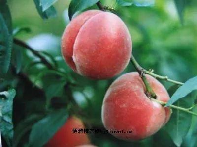 西安特色茶叶是什么「西安特产茶叶哪里买最便宜」  第14张