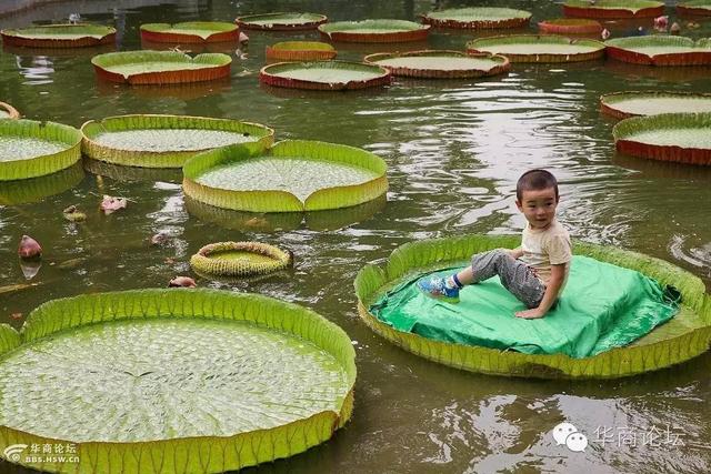 西安植物园什么时间去好玩呢「西安植物园几月份去好」  第4张