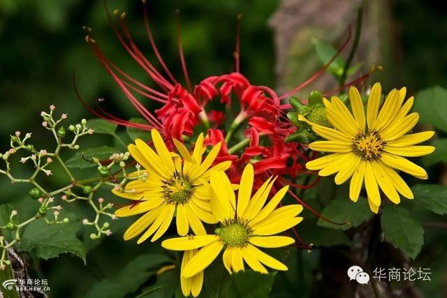 西安植物园什么时间去好玩呢「西安植物园几月份去好」  第9张