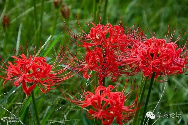 西安植物园什么时间去好玩呢「西安植物园几月份去好」  第10张