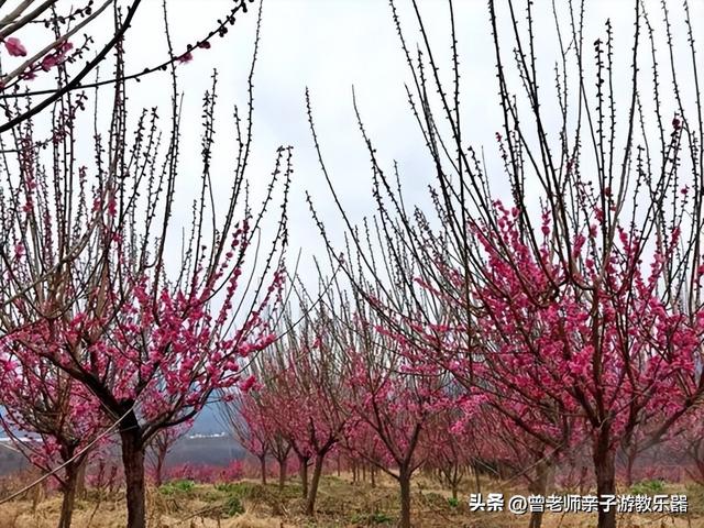 西安值得带的东西「西安有什么好耍的」  第4张