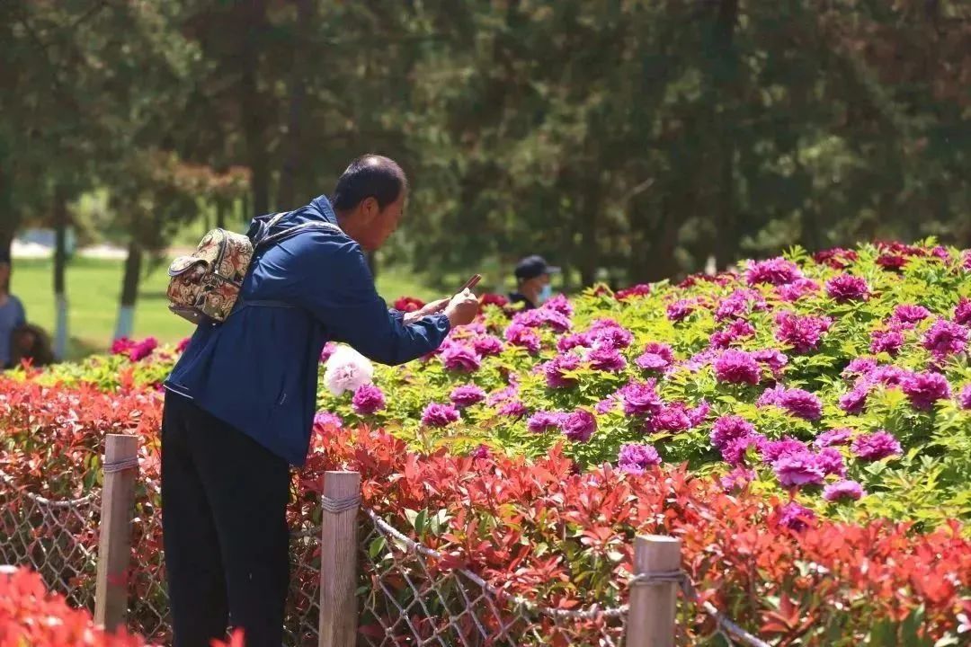 牡丹篇 来“宫里”，看花开富贵~西安曲江三宫六苑赏花季-第28张图片