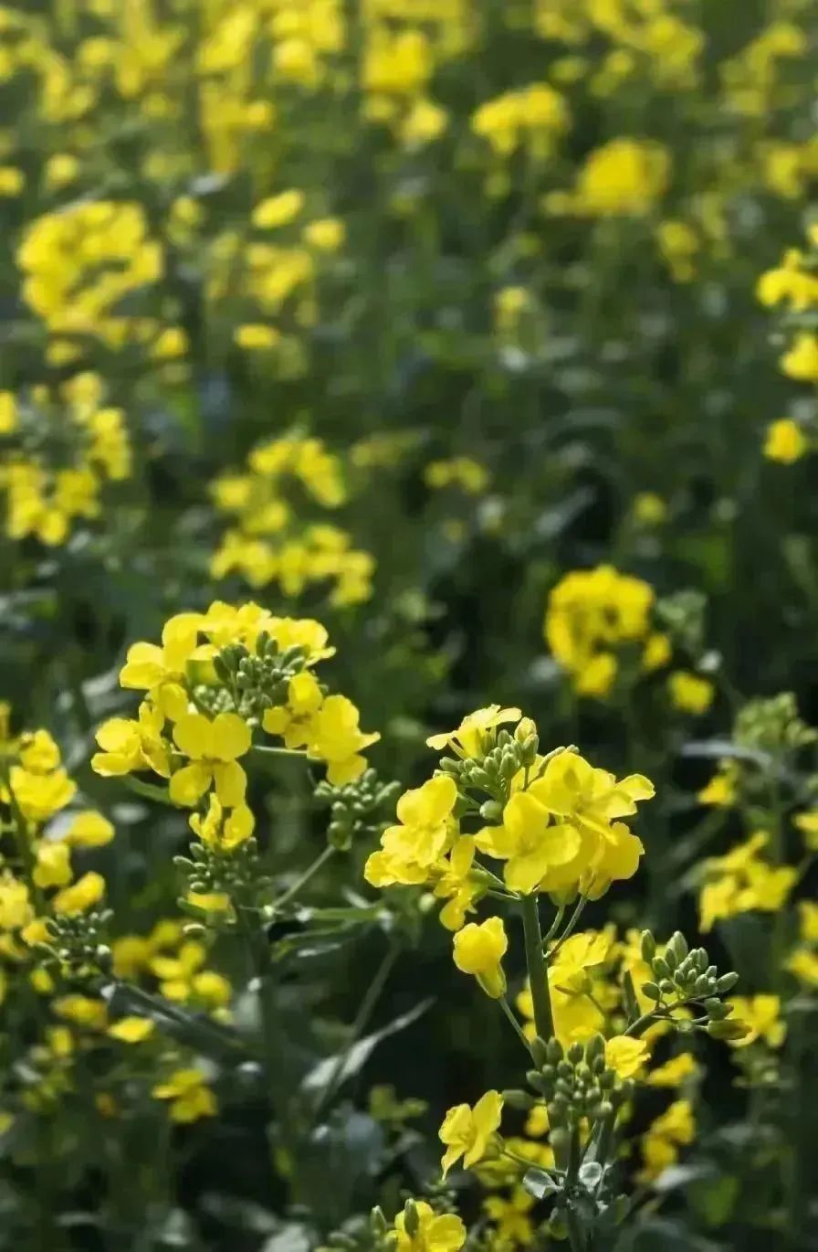 春意正浓！西安观景油菜花篇，宫里花海灿烂-第5张图片