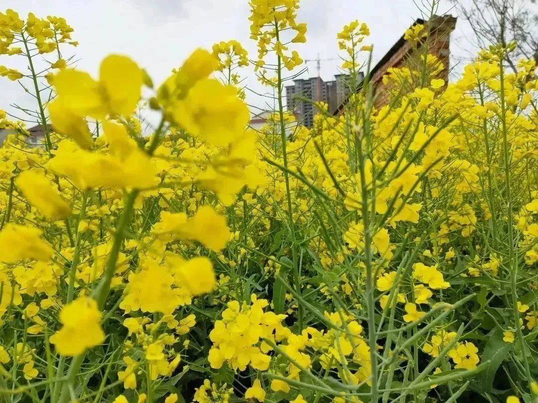 春意正浓！西安观景油菜花篇，宫里花海灿烂-第7张图片