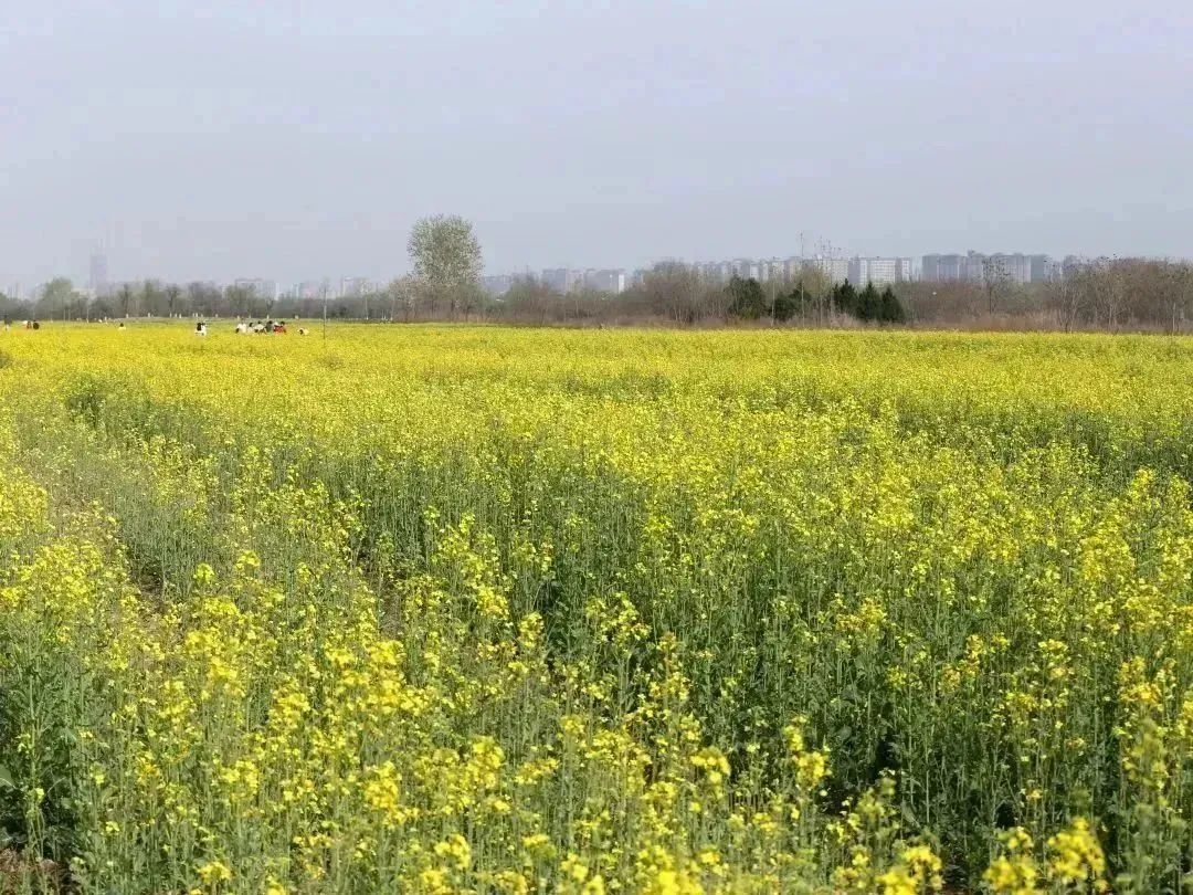 春意正浓！西安观景油菜花篇，宫里花海灿烂-第9张图片